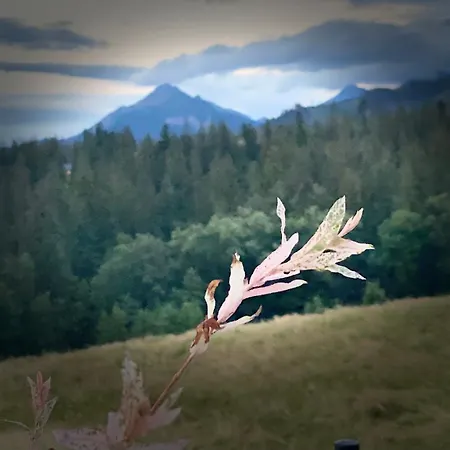 Jawor Zakopane